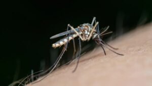 How to Select the Best Insect Repellent