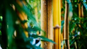 How to Pick Bamboo Sunglasses That Combine Style and Function