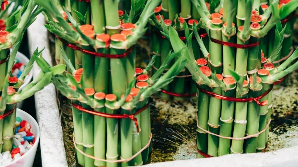 How to Pick Bamboo Sunglasses That Combine Style and Function